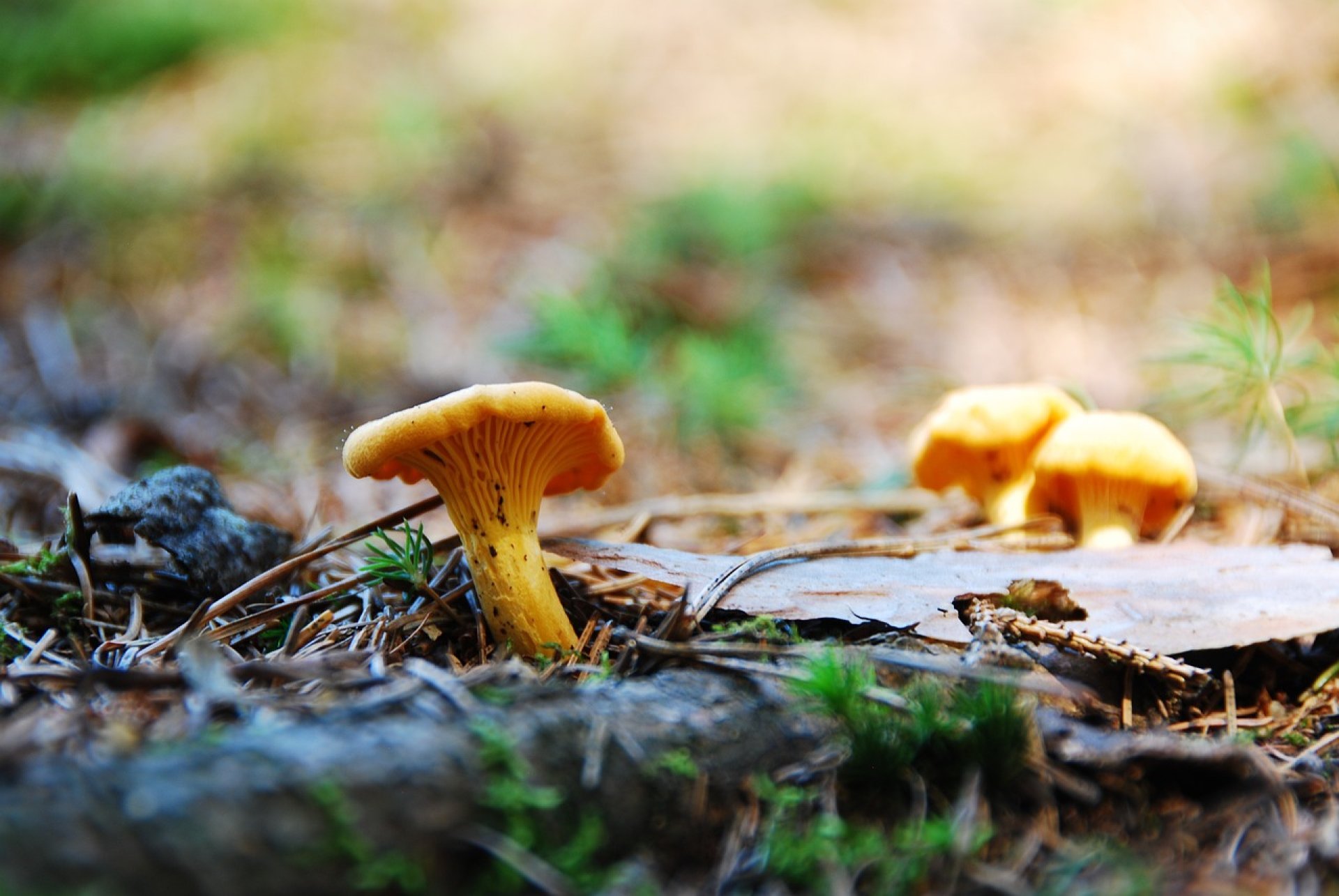 Chanterelle Forage Sunday 24th November 2024 Fully Booked